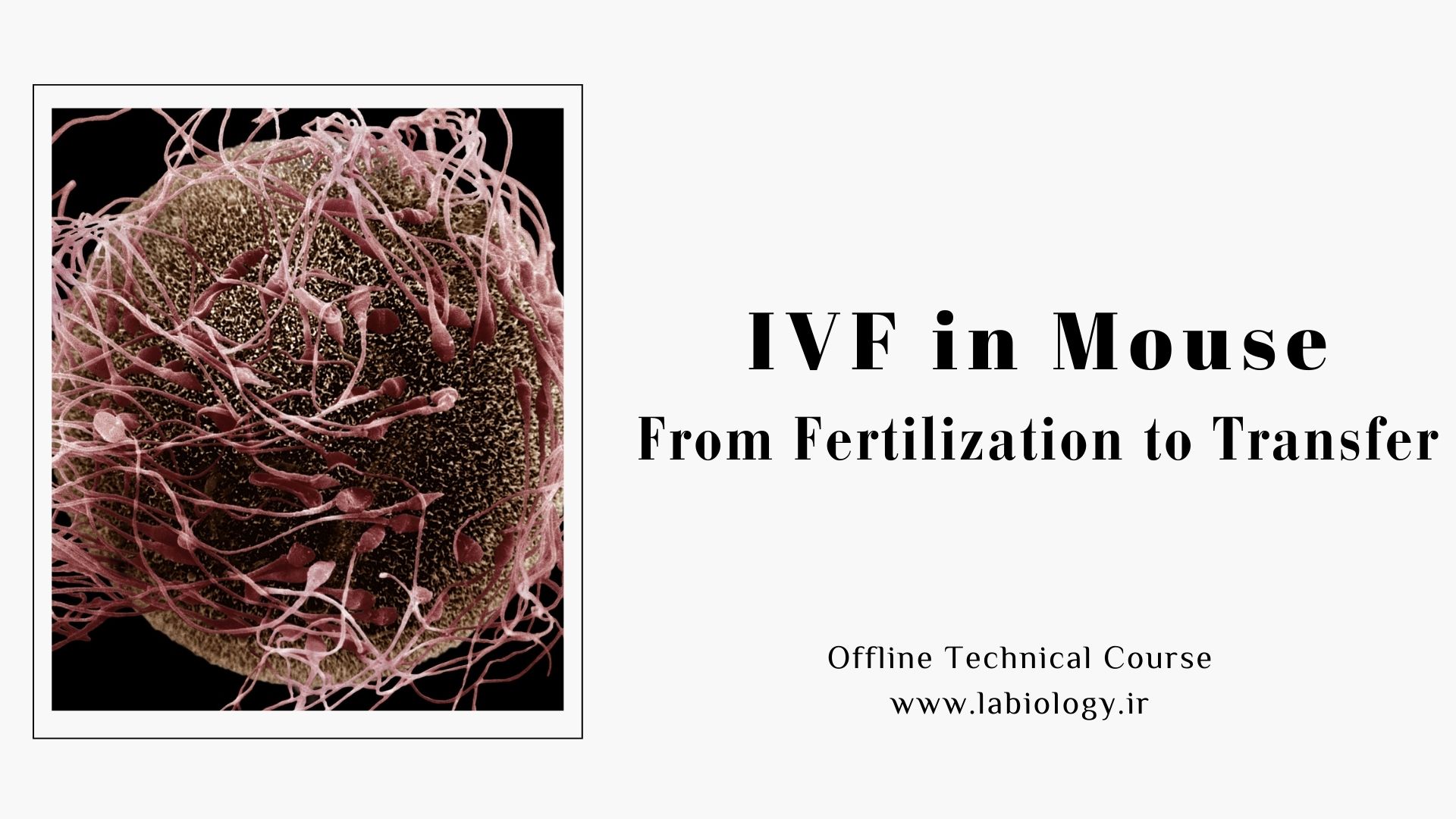 دوره تخصصی IVF در موش (از لقاح تا انتقال جنین) – آکادمی بیولوژی و علوم ...